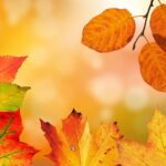 Les vacances d’automne au château et à l’Hôtel-Dieu