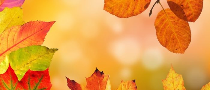 Les vacances d’automne au château et à l’Hôtel-Dieu